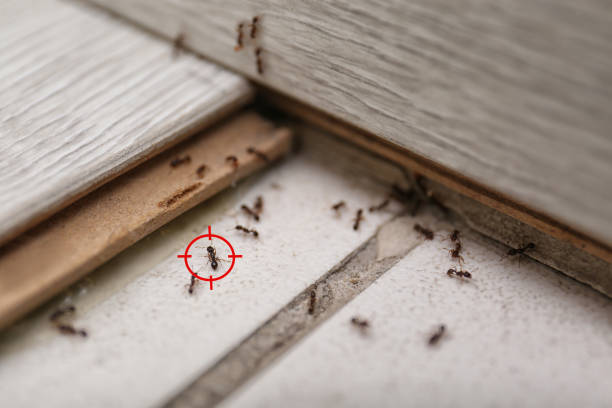Best Bed Bug Extermination  in Creve Coeur, IL