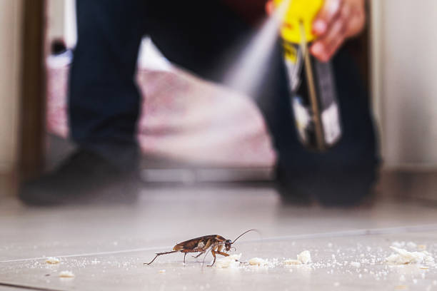 Best Insect Control  in Creve Coeur, IL