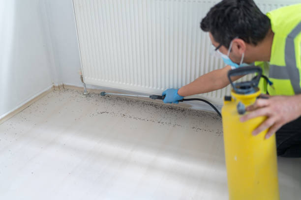 Best Rat Extermination Near Me  in Creve Coeur, IL